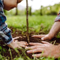 Посадите вместе с детьми саженец фруктового дерева. Поощряйте детей думать о дереве как о своем собственном