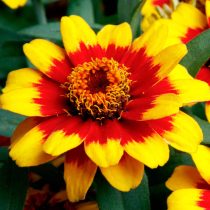 Цинния «Профьюжен Ред Йеллоу Биколор» (Zinnia 'Profusion Red Yellow Bicolor') © parkseed Цинния «Профьюжен Ред Йеллоу Биколор» (Zinnia 'Profusion Red Yellow Bicolor') © parkseed
