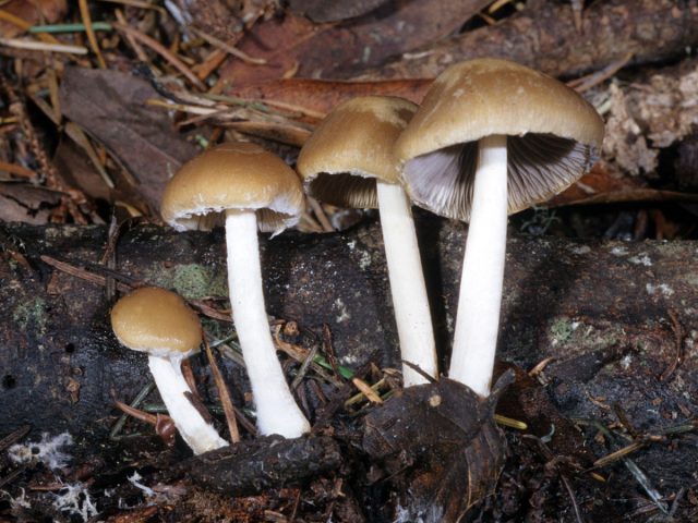 Псатирелла Кандолля (Psathyrella candolleana) Псатирелла Кандолля (Psathyrella candolleana)