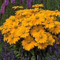 Рудбекия «Санбекия Офелия» (Rudbeckia 'Sunbeckia Ophelia') Рудбекия «Санбекия Офелия» (Rudbeckia 'Sunbeckia Ophelia')