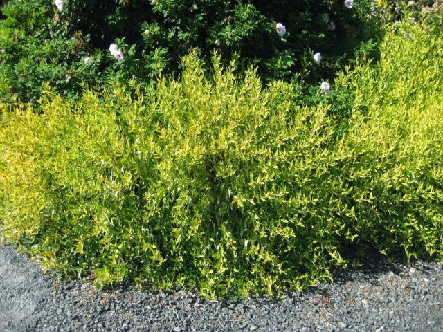 Ива сахалинская «Голд Саншин» (Salix udensis 'Gold Sunshine') Ива сахалинская «Голд Саншин» (Salix udensis 'Gold Sunshine')