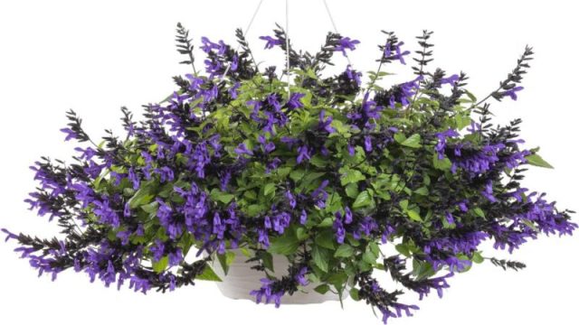 Сальвия «Хаммингберд Фоллс» (Salvia BODACIOUS® 'Hummingbird Falls') Сальвия «Хаммингберд Фоллс» (Salvia BODACIOUS® 'Hummingbird Falls')