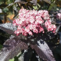 Бузина «Блэк Тауэр» (Sambucus nigra 'Black Tower') Бузина «Блэк Тауэр» (Sambucus nigra 'Black Tower')