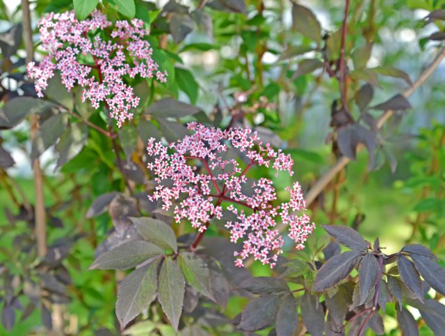 Бузина «Блэк Бьюти» (Sambucus nigra 'Black Beauty') Бузина «Блэк Бьюти» (Sambucus nigra 'Black Beauty')