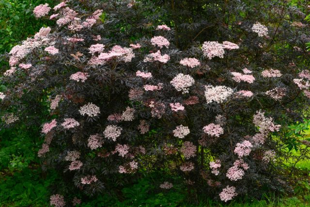 Бузина черная «Блэк Лейс» (Sambucus nigra 'Black Lace') Бузина черная «Блэк Лейс» (Sambucus nigra 'Black Lace')