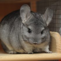 Шиншилла длиннохвостая (Chinchilla lanigera) Шиншилла длиннохвостая (Chinchilla lanigera)