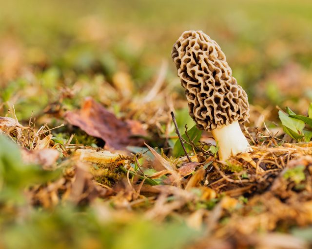 Сморчки (True morels) Сморчки (True morels)