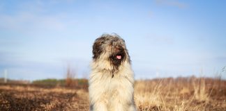 Собаки для хозяйства — породы и их особенности