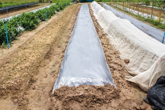 Соляризация огорода — используем энергию солнца для улучшения почвы
