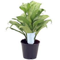 Сорт аглаонемы «Мария Кристина» (Aglaonema 'Maria christina') Сорт аглаонемы «Мария Кристина» (Aglaonema 'Maria christina')