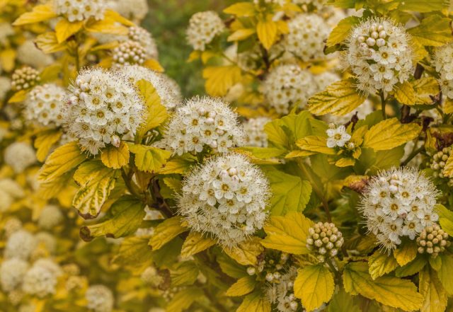 Спирея Вангутта «Голд фоунтейн» (Spirea vanhoutte 'Gold Fountain') Спирея Вангутта «Голд фоунтейн» (Spirea vanhoutte 'Gold Fountain')