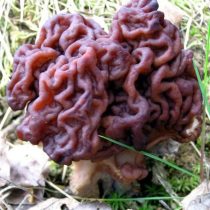Строчок обыкновенный (Gyromitra esculenta) Строчок обыкновенный (Gyromitra esculenta)
