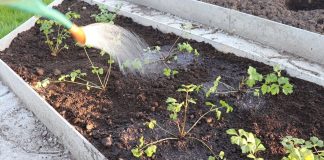 После высадки сельдерея пролейте лунки