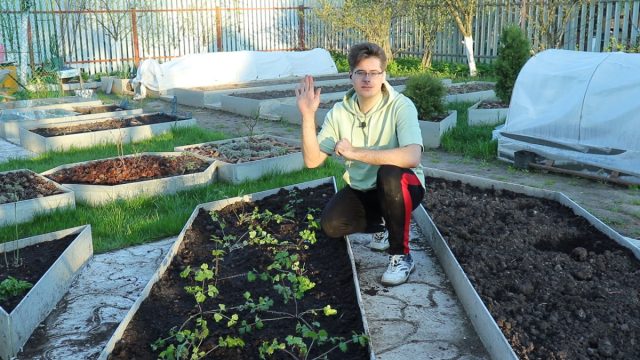 Свёкла и сельдерей — как и когда высаживать рассаду корнеплодов? Свёкла и сельдерей — как и когда высаживать рассаду корнеплодов?