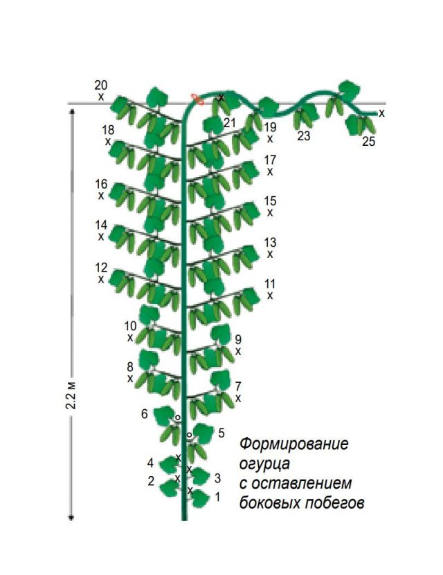 Установлено, что схема, при которой «ослепляют» 3-5 узлов и удаляют все боковые побеги с оставлением всех завязей на главном стебле, приводит к образованию большого количества плодов