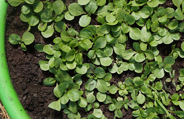 Валерианелла огородная, другое название – полевой салат, представляет собой небольшое растение от десяти до тридцати сантиметров в высоту
