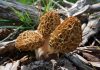 Весенние грибы для здоровья и кулинарных изысков