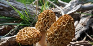 Весенние грибы для здоровья и кулинарных изысков