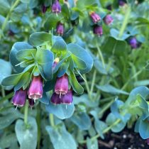 Восковник большой «Киви блю» (Cerinthe major 'Kiwi Blue') Восковник большой «Киви блю» (Cerinthe major 'Kiwi Blue')