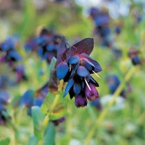 Восковник большой «Перпл Белль» (Cerinthe major 'Purple Belle') Восковник большой «Перпл Белль» (Cerinthe major 'Purple Belle')
