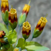Восковник голый, подвид кавказский (Cerinthe glabra ssp. caucasica) Восковник голый, подвид кавказский (Cerinthe glabra ssp. caucasica)