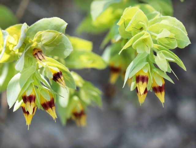 Восковник малый (Cerinthe minor) Восковник малый (Cerinthe minor)