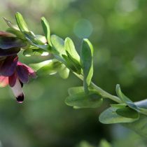 Восковник согнутый (Cerinthe retorta) Восковник согнутый (Cerinthe retorta)