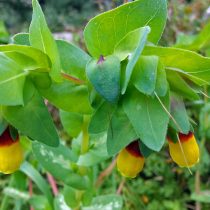 Восковник большой (Cerinthe major) Восковник большой (Cerinthe major)