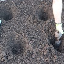 Подготавливаем посадочные ямы для нашей рассады. Вносим подходящие растениям удобрения Подготавливаем посадочные ямы для нашей рассады. Вносим подходящие растениям удобрения