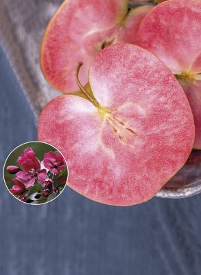 Скороплодный сорт красномякотной яблони Редлав Эра