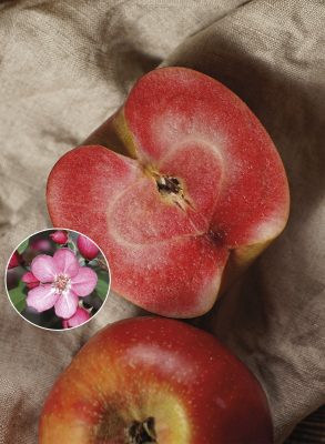 Скороплодный сорт красномякотной яблони Редлав Одиссо