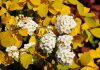 Жёлтый шартрез в весеннем саду — кустарники с «шартрезной» листвой