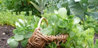 Необычные салатные культуры — личный опыт выращивания