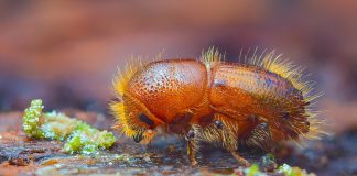 Как избавиться от короеда в деревянном доме?