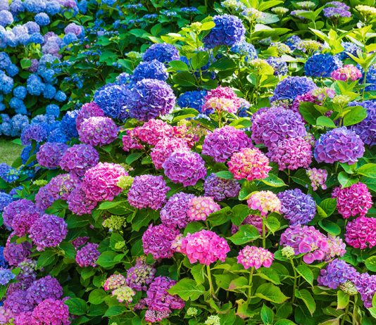 Пышный цвет гортензии — это просто!