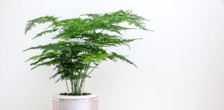 10 комнатных растений наших бабушек, которые популярны сейчас