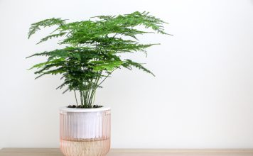 10 комнатных растений наших бабушек, которые популярны сейчас