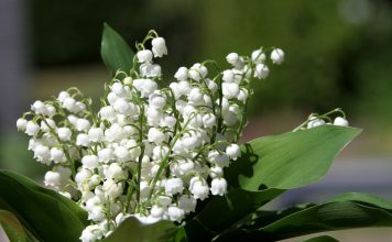 10 ядовитых растений на нашем участке