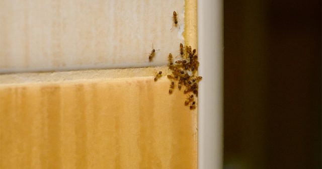 Использование бытовых химических средств – уксуса, нашатыря, а также керосина или бензина доставляет неудобства не столько муравьям, сколько самим жильцам