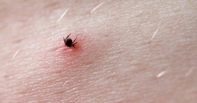 Даже если паразит чист от возбудителей, укусы могут доставлять и другие неприятности. Ведь во время питания он нарушает кожные покровы, оставляя глубокие открытые ранки Даже если паразит чист от возбудителей, укусы могут доставлять и другие неприятности. Ведь во время питания он нарушает кожные покровы, оставляя глубокие открытые ранки