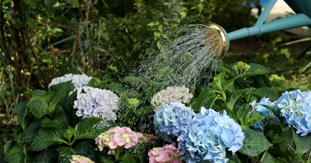 Поливать гортензию желательно водой температурой 18-25 градусов, которую лучше брать из поверхностных источников – реки, озера, ручья, пруда или верхового колодца