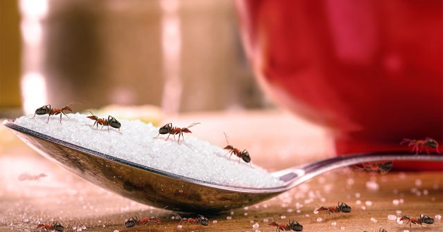 Помимо порчи продуктов и чувствительных укусов, муравьи нередко переносят и болезни. Поэтому могут быть не просто неприятными, но и опасными соседями. А значит, в доме таких насекомых терпеть нельзя Помимо порчи продуктов и чувствительных укусов, муравьи нередко переносят и болезни. Поэтому могут быть не просто неприятными, но и опасными соседями. А значит, в доме таких насекомых терпеть нельзя