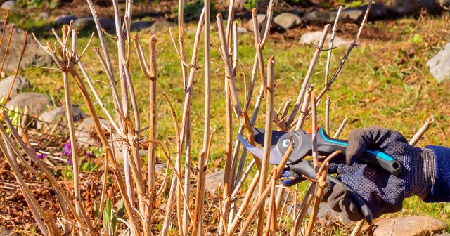 Ориентировочно, до трёхлетнего возраста гортензии не понадобятся никакие обрезки, кроме санитарных. Растение должно нормально развиться и окрепнуть. А вот если куст очень старый, то можно его и омолодить