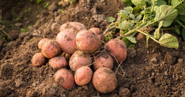 Большие дозировки хлора скорее навредят картофелю, поэтому хлористый калий вносите в осторожностью