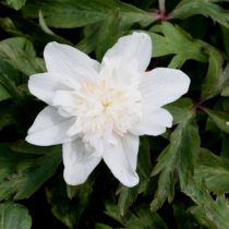 Анемонелла василистниковая «Альба Плена» (Anemonella thalictroides 'Alba Plena') © edelweissperennials Анемонелла василистниковая «Альба Плена» (Anemonella thalictroides 'Alba Plena')