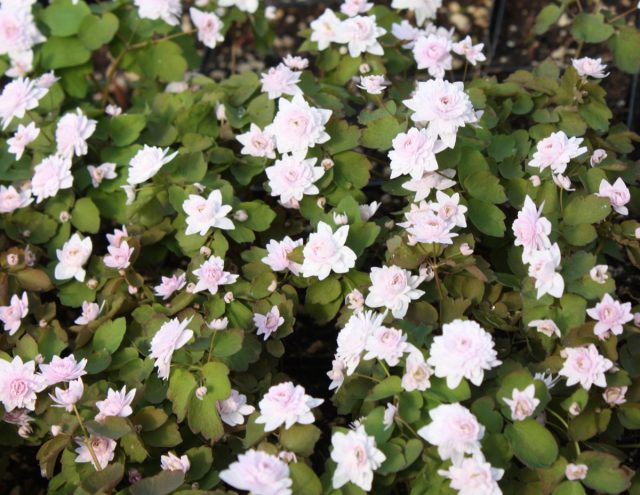 Анемонелла василистниковая «Камео» (Anemonella thalictroides 'Cameo') Анемонелла василистниковая «Камео» (Anemonella thalictroides 'Cameo')