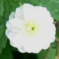 Анемонелла василистниковая «Флоре Плена» (Anemonella thalictroides 'Flore Plena')