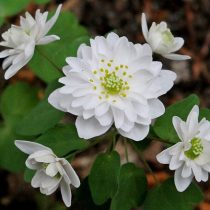 Анемонелла василистниковая «Фулл Дабл Вайт» (Anemonella thalictroides 'Full Double White') Анемонелла василистниковая «Фулл Дабл Вайт» (Anemonella thalictroides 'Full Double White')