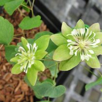 Анемонелла василистниковидная «Грин хуррикэн» (Anemonella thalictroides 'Green Hurricane') Анемонелла василистниковидная «Грин хуррикэн» (Anemonella thalictroides 'Green Hurricane')