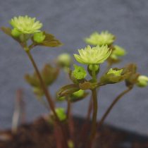 Анемонелла василистниковая «Дабл грин» (Anemonella thalictroides 'Double Green') Анемонелла василистниковая «Дабл грин» (Anemonella thalictroides 'Double Green')